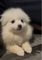 Snowy Pomeranian All White Pup, a female Pomeranian for sale in Broken Arrow, OK – 2 of 2