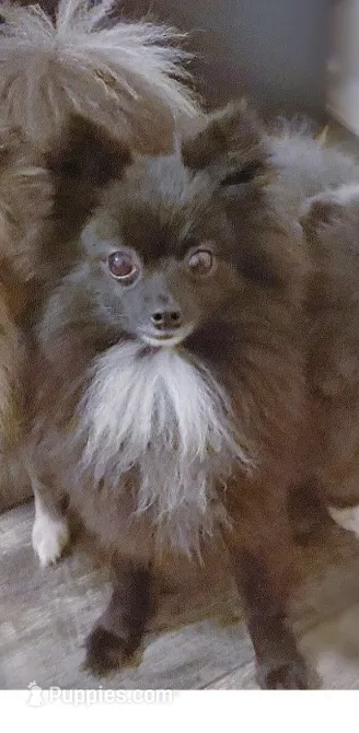 Lulu  – Pomeranian puppy for sale in Tulsa, OK