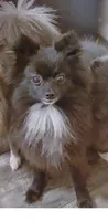 Lulu , a female Pomeranian for sale in Tulsa, OK – 1 of 3