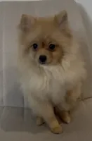 Nala, a female Pomeranian for sale in Broken Arrow, OK – 3 of 3
