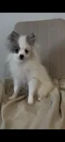 Max, a male Pomeranian for sale in Tulsa, OK – 2 of 4