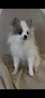 Max, a male Pomeranian for sale in Tulsa, OK – 3 of 4