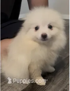 Snowy Pomeranian All White Pup – Pomeranian puppy for sale in Broken Arrow, OK