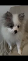Max, a male Pomeranian for sale in Tulsa, OK – 4 of 4