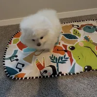 Nala (All Pearl White Pomeranian), a female Pomeranian for sale in Tulsa, OK – Photo 5 of 7