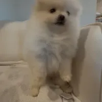 Nala (All Pearl White Pomeranian), a female Pomeranian for sale in Tulsa, OK – Photo 3 of 7