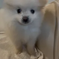 Nala (All Pearl White Pomeranian), a female Pomeranian for sale in Tulsa, OK – Photo 4 of 7