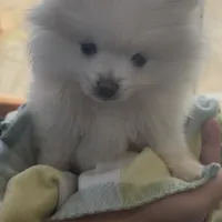 Nala (All Pearl White Pomeranian), a female Pomeranian for sale in Tulsa, OK – Photo 7 of 7