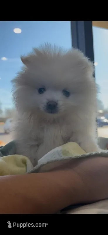 Nala (All Pearl White Pomeranian)