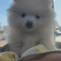 Nala (All Pearl White Pomeranian), a female Pomeranian for sale in Tulsa, OK – Photo 1 of 7