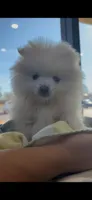 Nala (All Pearl White Pomeranian), a female Pomeranian for sale in Tulsa, OK – Photo 1 of 7
