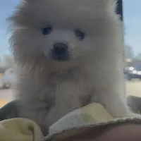 Nala (All Pearl White Pomeranian), a female Pomeranian for sale in Tulsa, OK – Photo 6 of 7