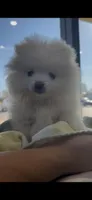 Nala (All Pearl White Pomeranian), a female Pomeranian for sale in Tulsa, OK – Photo 6 of 7