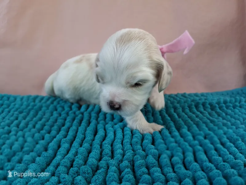 Skillet – Cockapoo puppy for sale in Homosassa, FL