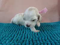 Skillet, a female Cockapoo for sale in Homosassa, FL – 1 of 3