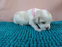 Skillet, a female Cockapoo for sale in Homosassa, FL – 2 of 3