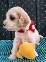 Skillett, a female Cockapoo for sale in Homosassa, FL – 1 of 1