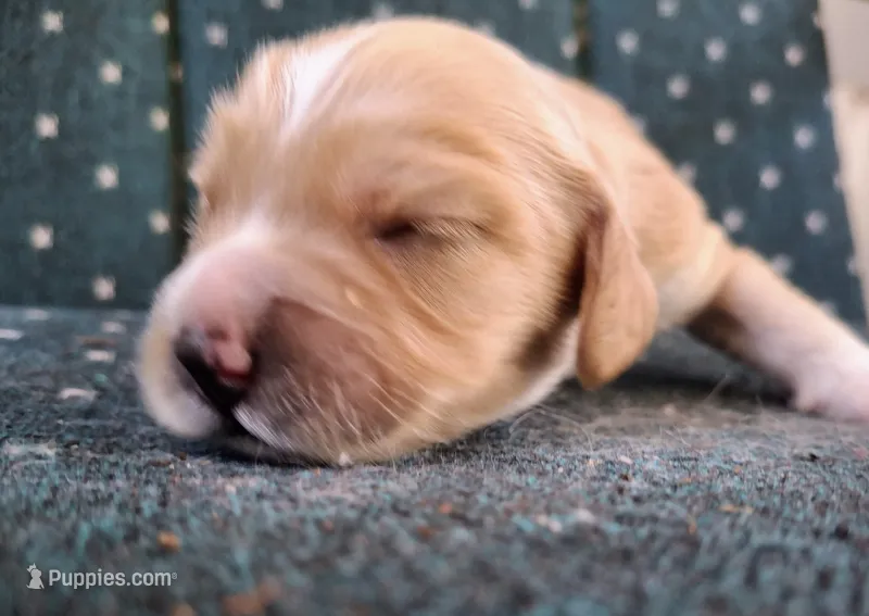Rip – Cockapoo puppy for sale in Homosassa, FL