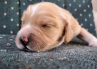 Rip, a male Cockapoo for sale in Homosassa, FL – 1 of 2
