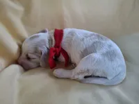 Medley, a female Cockapoo for sale in Homosassa, FL – 3 of 4