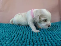 Skillet, a female Cockapoo for sale in Homosassa, FL – 3 of 3