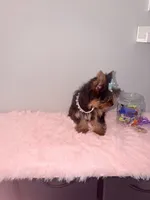 Akc full female Yorkie updated photos 9/26, a female Yorkshire Terrier for sale in Jacksonville, FL – 4 of 5