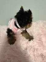 Akc full female Yorkie , a female Yorkshire Terrier for sale in Jacksonville, FL – 3 of 4