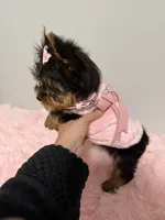 Akc full female Yorkie , a female Yorkshire Terrier for sale in Jacksonville, FL – 2 of 4