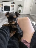 Tiny tiny Akc girl, a female Yorkshire Terrier for sale in Jacksonville, FL – 8 of 10