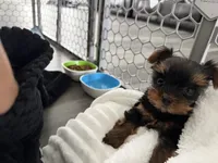 Tiny tiny Akc girl, a female Yorkshire Terrier for sale in Jacksonville, FL – 4 of 10