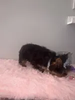 Akc full female Yorkie updated photos 9/26, a female Yorkshire Terrier for sale in Jacksonville, FL – 5 of 5