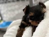 Tiny tiny Akc girl, a female Yorkshire Terrier for sale in Jacksonville, FL – 3 of 10