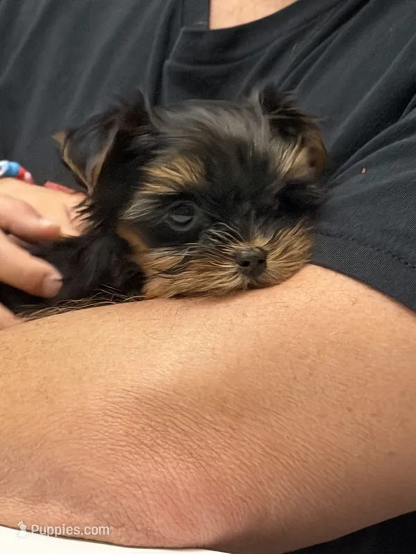 Tiny tiny Akc girl – Yorkshire Terrier puppy for sale in Jacksonville, FL