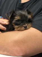 Tiny tiny Akc girl, a female Yorkshire Terrier for sale in Jacksonville, FL – 1 of 10