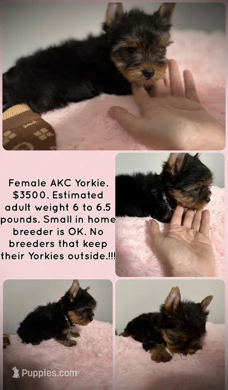Akc female Yorkie  – Yorkshire Terrier puppy for sale in Jacksonville, FL