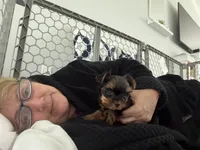 Tiny tiny Akc girl, a female Yorkshire Terrier for sale in Jacksonville, FL – 5 of 10
