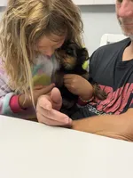 Tiny tiny Akc girl, a female Yorkshire Terrier for sale in Jacksonville, FL – 6 of 10