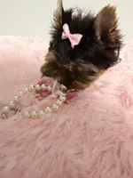 Akc full female Yorkie , a female Yorkshire Terrier for sale in Jacksonville, FL – 4 of 4
