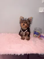 Akc full female Yorkie updated photos 9/26, a female Yorkshire Terrier for sale in Jacksonville, FL – 3 of 5