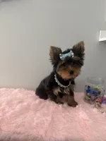 Akc full female Yorkie updated photos 9/26, a female Yorkshire Terrier for sale in Jacksonville, FL – 2 of 5