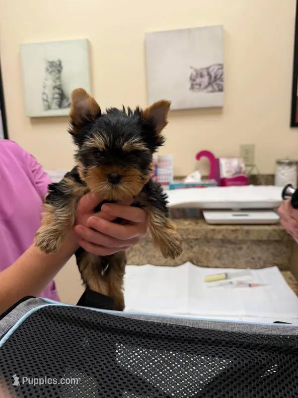 Small sweet boy. Leg defect. Ch lines Pet only charting 6-6.5