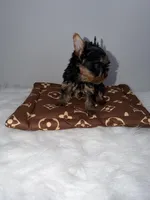 Tiny ready 2/17. Charting 4 to 4 1/2. Short face, a male Yorkshire Terrier for sale in Jacksonville, FL – Photo 6 of 6