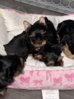 Tiny ready 2/17. Charting 4 to 4 1/2. Short face, a male Yorkshire Terrier for sale in Jacksonville, FL – Photo 2 of 6