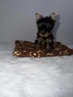 Tiny ready 2/17. Charting 4 to 4 1/2. Short face, a male Yorkshire Terrier for sale in Jacksonville, FL – Photo 1 of 6