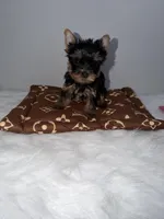 Tiny ready 2/17. Charting 4 to 4 1/2. Short face, a male Yorkshire Terrier for sale in Jacksonville, FL – Photo 5 of 6