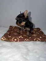 Tiny ready 2/17. Charting 4 to 4 1/2. Short face, a male Yorkshire Terrier for sale in Jacksonville, FL – Photo 4 of 6