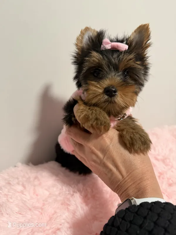 Akc female Yorkie  – Yorkshire Terrier puppy for sale in Jacksonville, FL