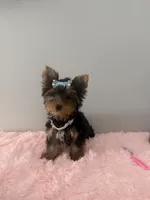 Akc full female Yorkie updated photos 9/26, a female Yorkshire Terrier for sale in Jacksonville, FL – 1 of 5