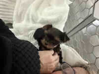 Tiny tiny Akc girl, a female Yorkshire Terrier for sale in Jacksonville, FL – 9 of 10