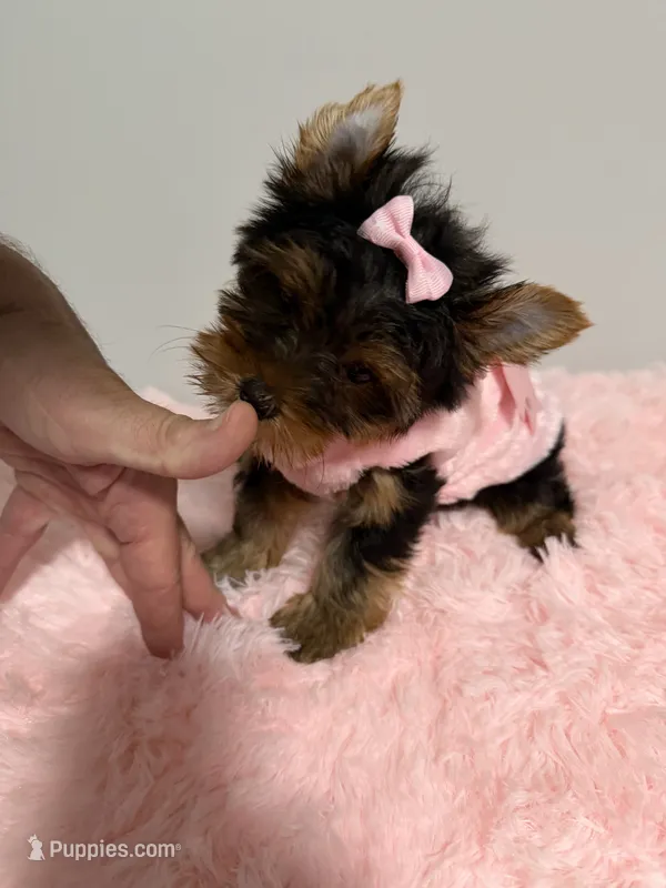 Akc full female Yorkie  – Yorkshire Terrier puppy for sale in Jacksonville, FL